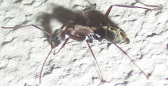 Camponotus vestitus
