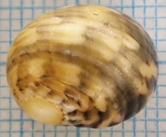 Nerita peloronta