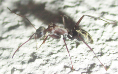 Camponotus vestitus