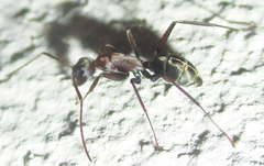 Camponotus vestitus