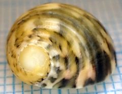 Nerita peloronta