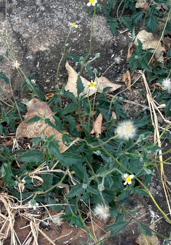 Tridax Daisy