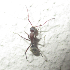 Camponotus vestitus