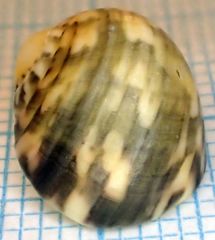 Nerita peloronta