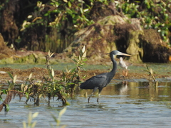 Egretta gularis