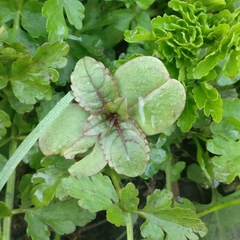 Impatiens glandulifera