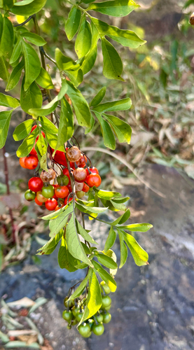 Brazilian Nightshade