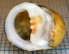 Nerita peloronta