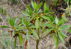 Myoporum bontioides