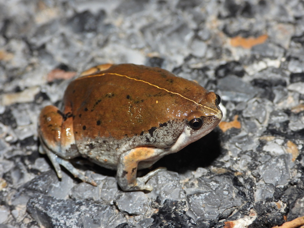 Sheep Frog