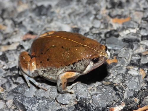 Sheep Frog (Hypopachus variolosus)