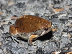 Sheep Frog photo 1