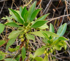 Myoporum bontioides