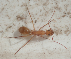 Camponotus mystaceus