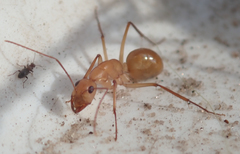Camponotus mystaceus
