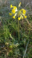 Primula veris