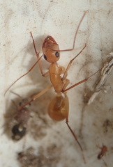 Camponotus mystaceus