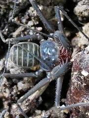 Charinus seychellarum