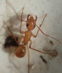 Camponotus mystaceus
