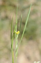 Koelpinia linearis