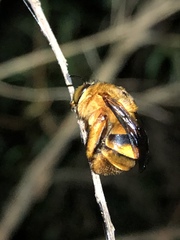 Amegilla bombiformis