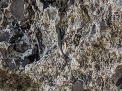 Emoia atrocostata