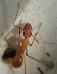 Camponotus mystaceus
