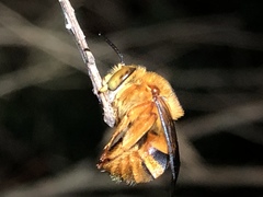 Amegilla bombiformis