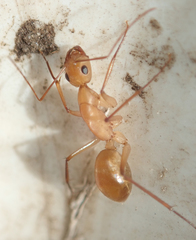 Camponotus mystaceus