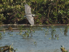 Egretta gularis