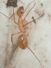 Camponotus mystaceus