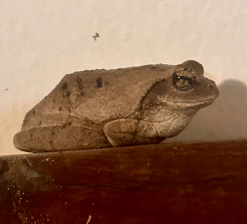 Grey Foam-nest Tree Frog
