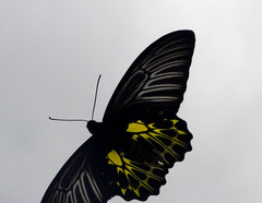 Troides aeacus formosanus