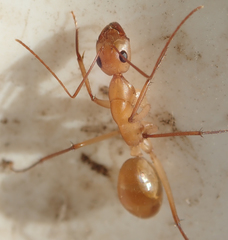 Camponotus mystaceus