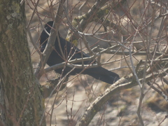 Corvus frugilegus