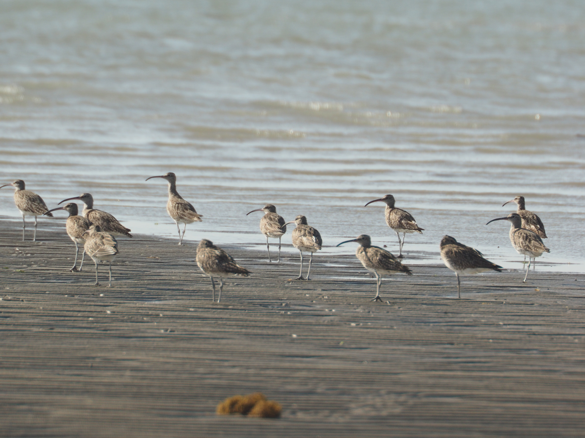 Whimbrel
