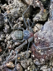 Charinus seychellarum