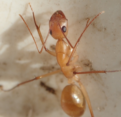 Camponotus mystaceus