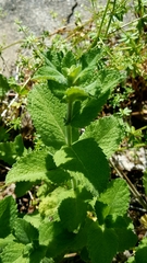 Mentha × rotundifolia