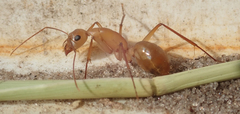 Camponotus mystaceus