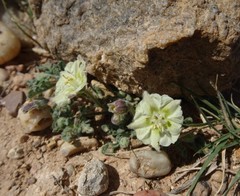 Chamaesaracha coniodes