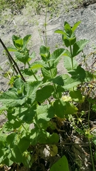 Mentha × rotundifolia