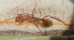 Camponotus mystaceus