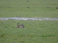 Lepus europaeus