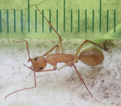Camponotus mystaceus