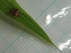 Neoscona menghaiensis