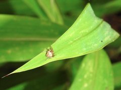 Neoscona menghaiensis