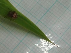 Neoscona menghaiensis