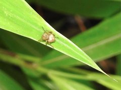 Neoscona menghaiensis