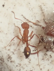 Monomorium rufulum